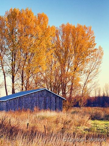 Last Of The Fall Foliage_30475.jpg - Photographed near Rosedale, Ontario, Canada.